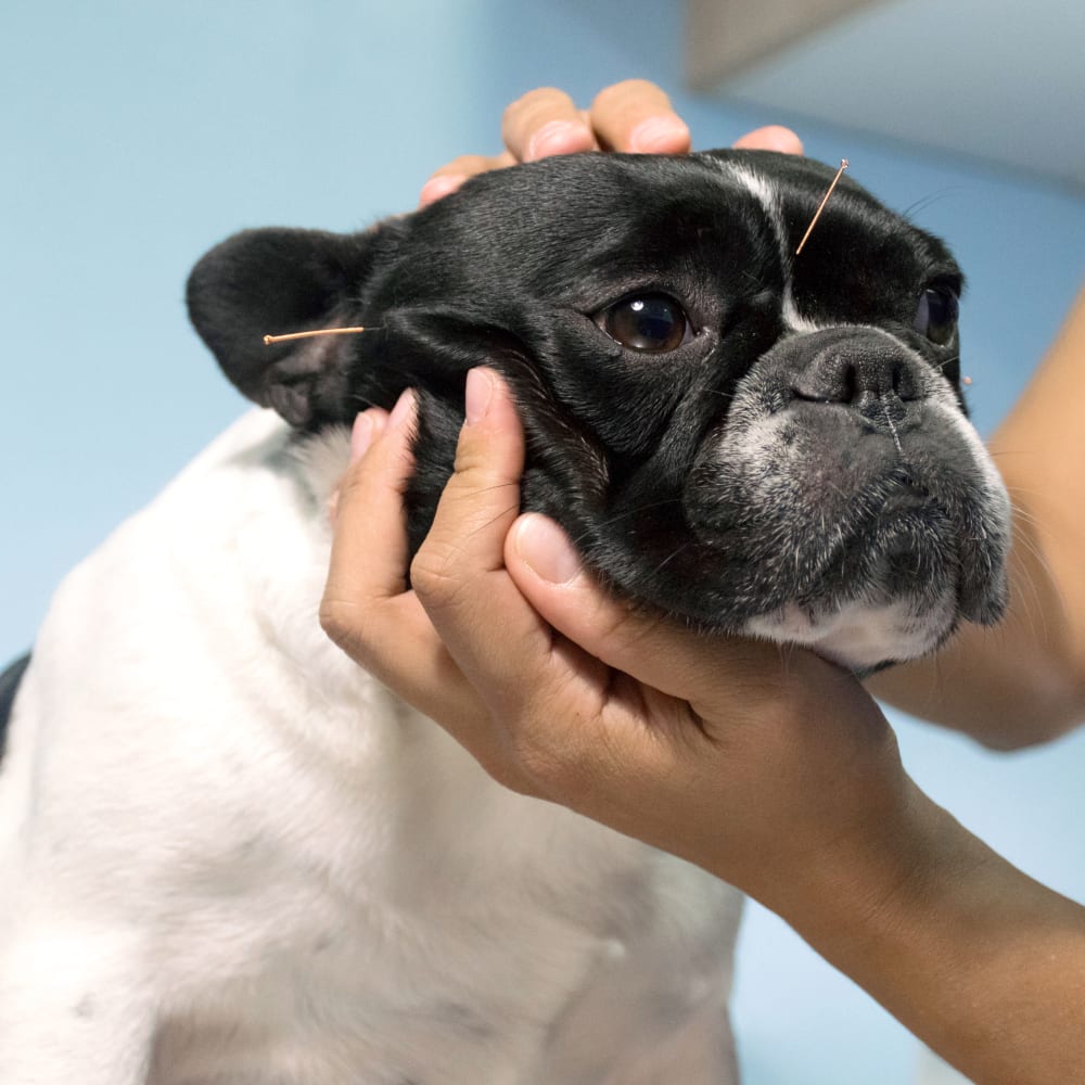 Acupuncture, Long Island