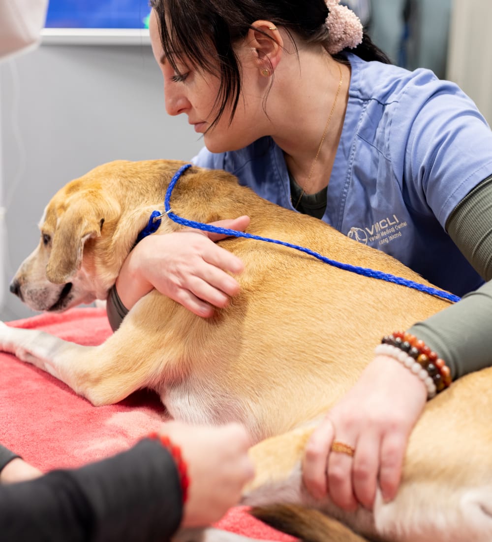 Critical Veterinary Care on Long Island