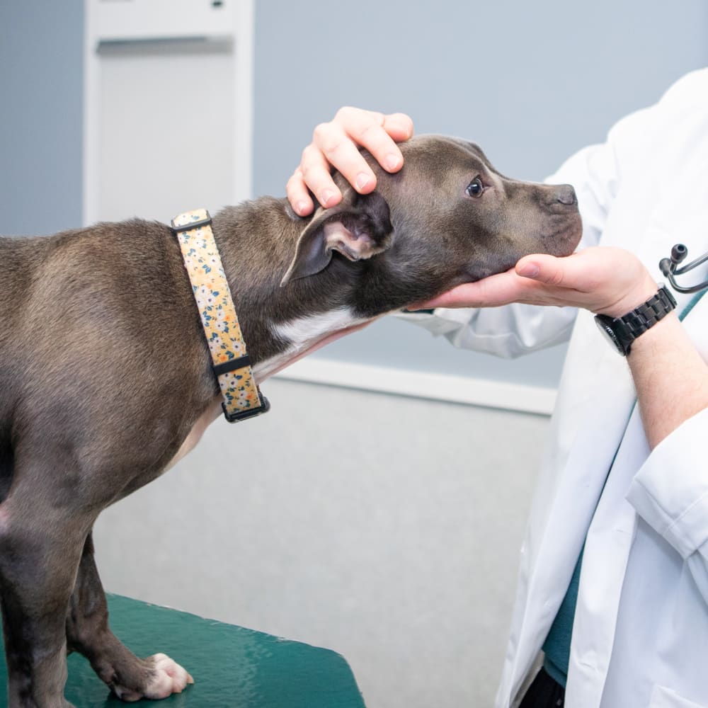 Neurology Services, Long Island Veterinarian