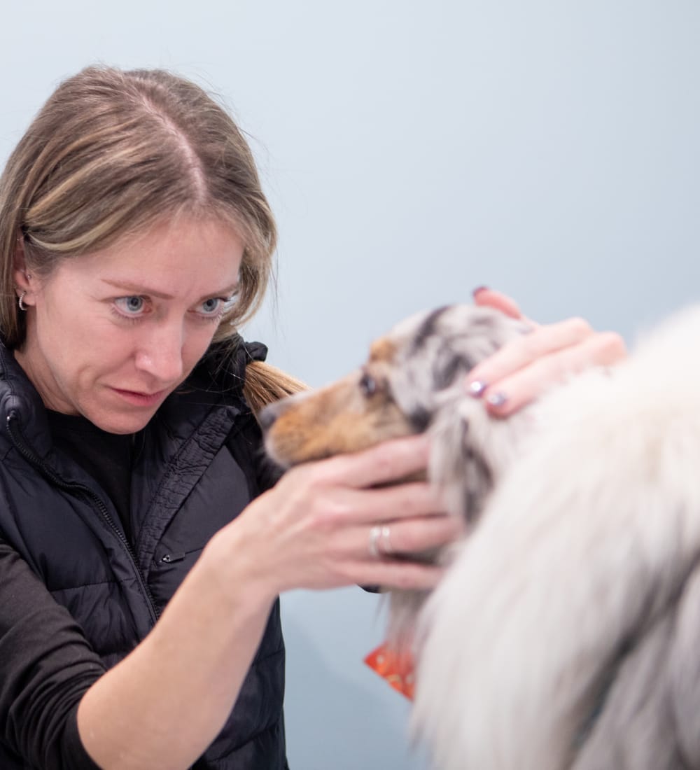 Ophthalmology Services, Long Island Veterinarians