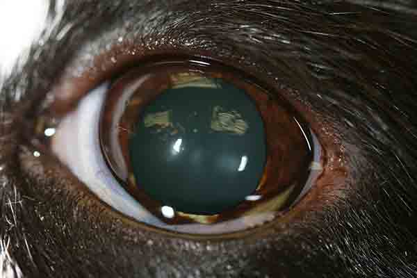 Veterinary Article Ocular Melanoma by Noelle La Croix, DVM, Dip. ACVO