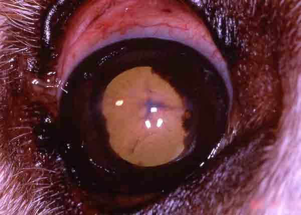 Posterior synechiae, iris hyperpigmentation, and secondary cataract formation in the right eye of a 6-year-old female spayed Golden retriever.